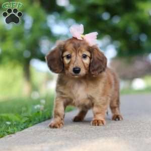 Pocahontas, Dachshund Puppy